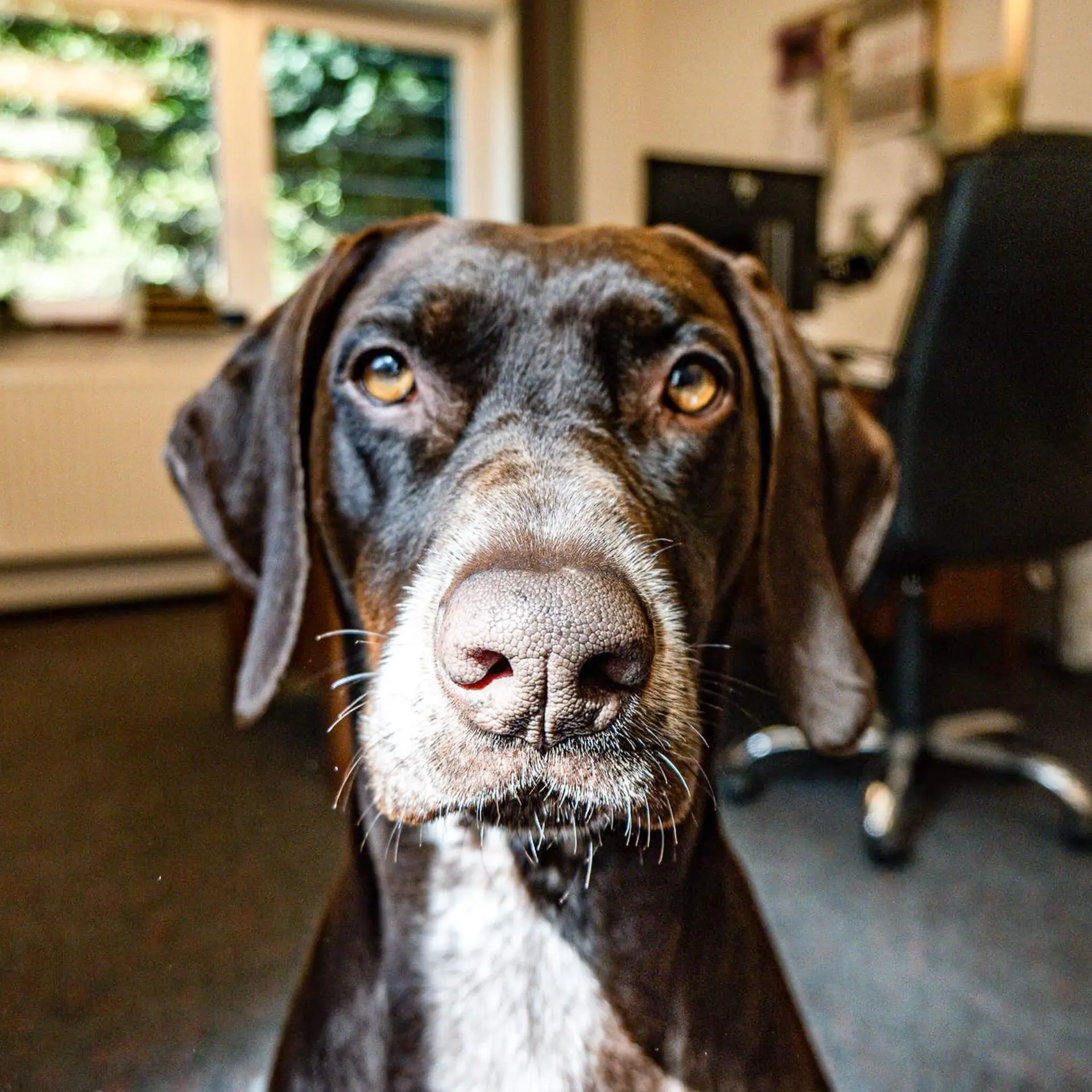 Pinot Noir Edel Pinot Noir Edel